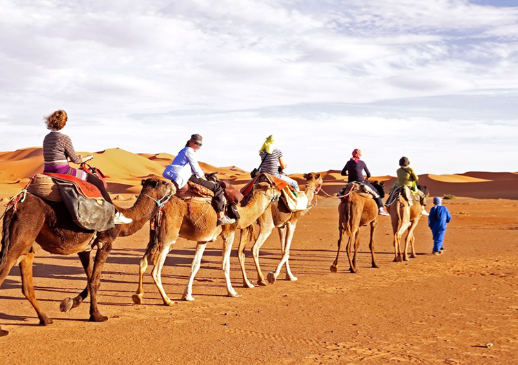 camel tours qatar